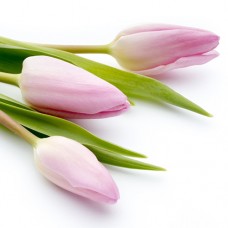 Тюльпаны бело-розовые